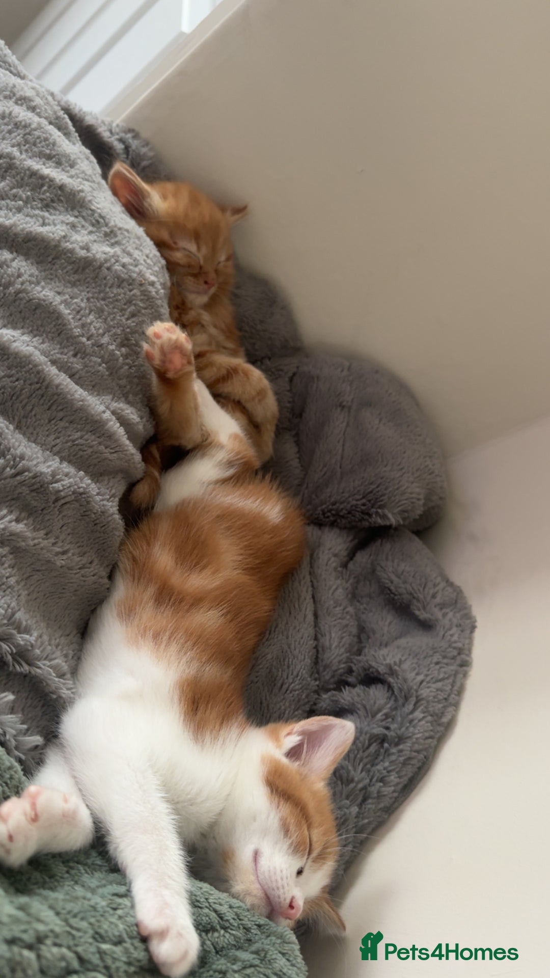 Mixed Breed cats for sale: 2 fluffy male kittens for sale  - Image 3