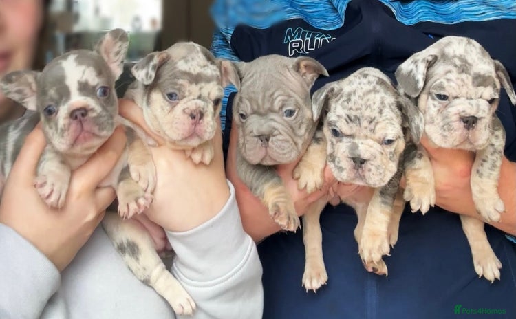 French Bulldog dogs - Advert 6