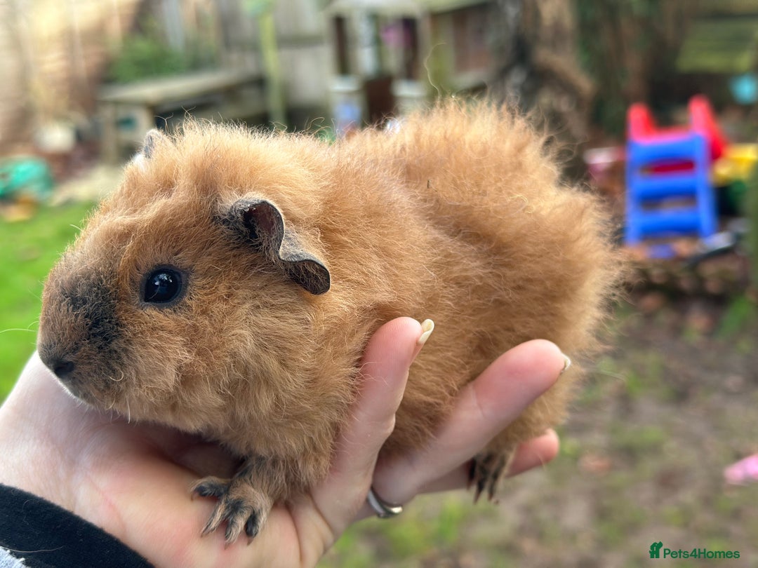 Guinea Pig rodents for sale: Male guinea pigs  - Advert 5