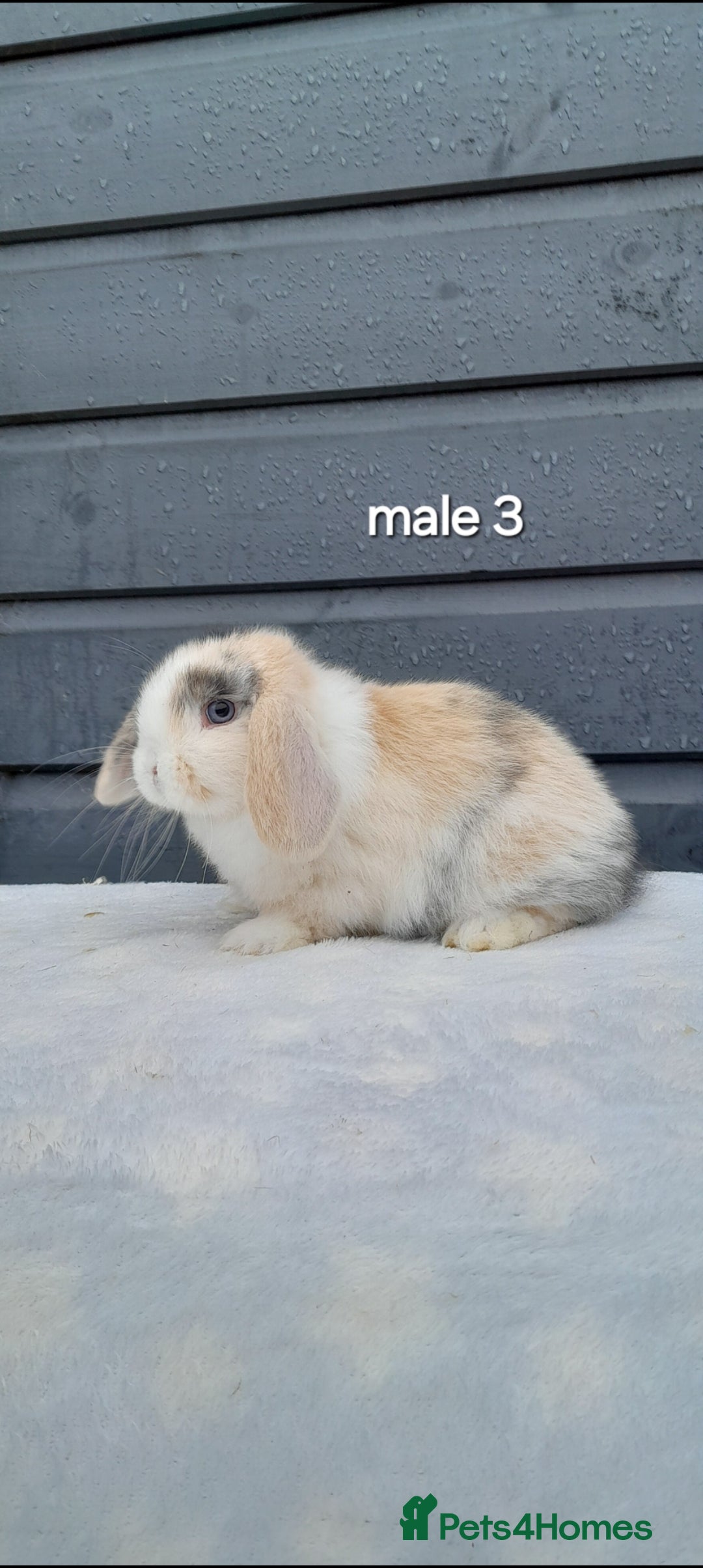 Mini Lop rabbits for sale: Purebred mini lop rabbits  - Advert 9