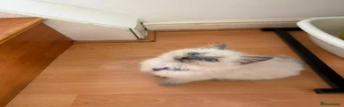 Ragdoll 5