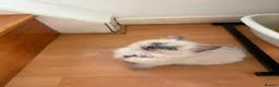 Ragdoll cats for sale: 6 perfect ragdoll kittens - Advert 14