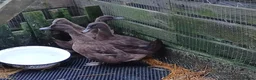 Ducks poultry for sale: Trio kharki campbells - Advert 1