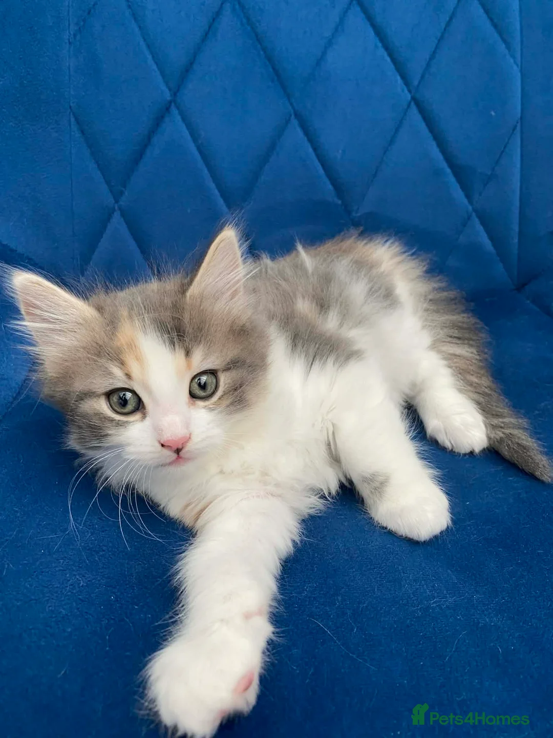 Mixed Breed cats for sale: Ragdoll/Mix breed Beautiful Female Kittens  in Leamington Spa - Advert 25