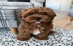 Shihpoo dogs for sale: Shipoo Pups - Image 7