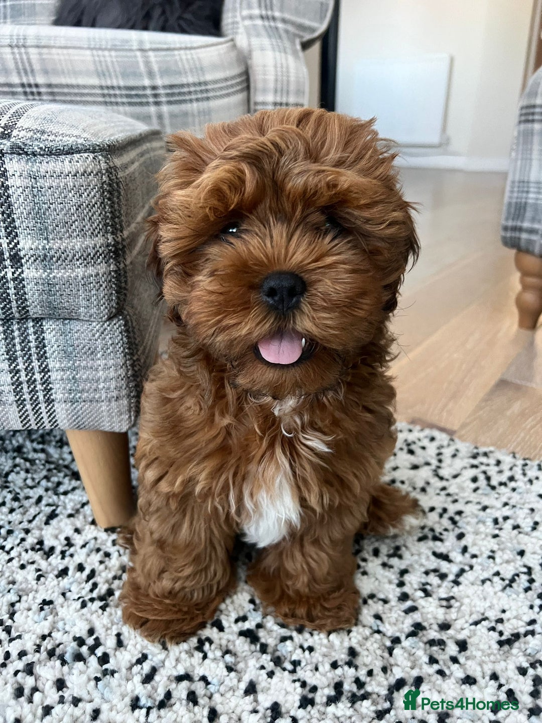 Shihpoo dogs for sale: Shipoo Pups - Image 7