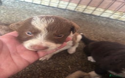 Border Collie dogs for sale: Beautiful pups B&W / R&W  - Image 6