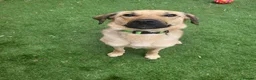 Mixed Breed dogs for adoption: SKY  ( 20 months) - Advert 11