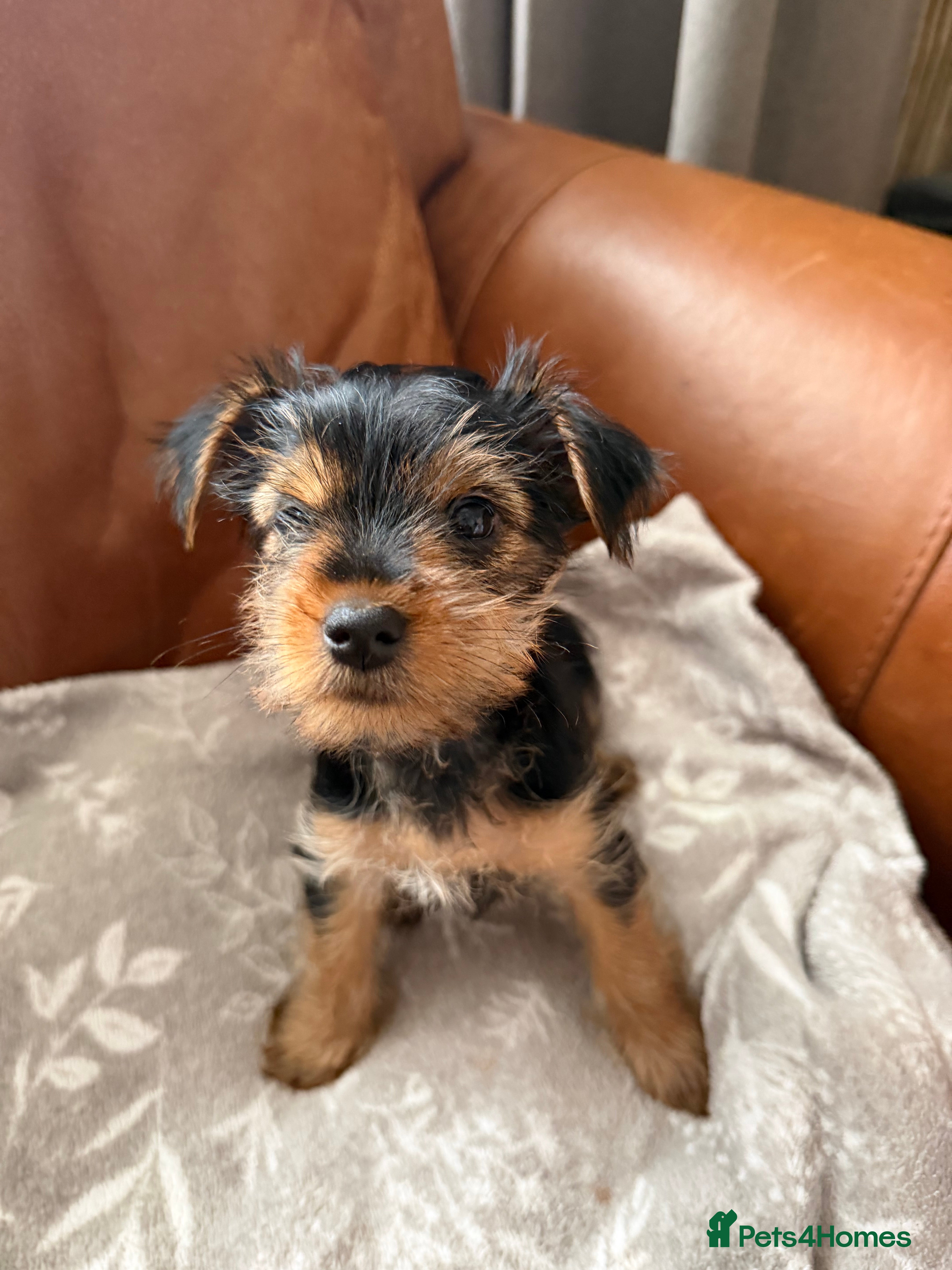 Yorkshire Terrier dogs Yorkshire terrier puppies READY NOW  - Advert 12