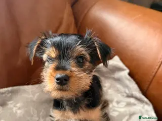 Yorkshire Terrier dogs Yorkshire terrier puppies READY NOW - Advert 9
