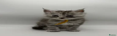 Maine Coon 2