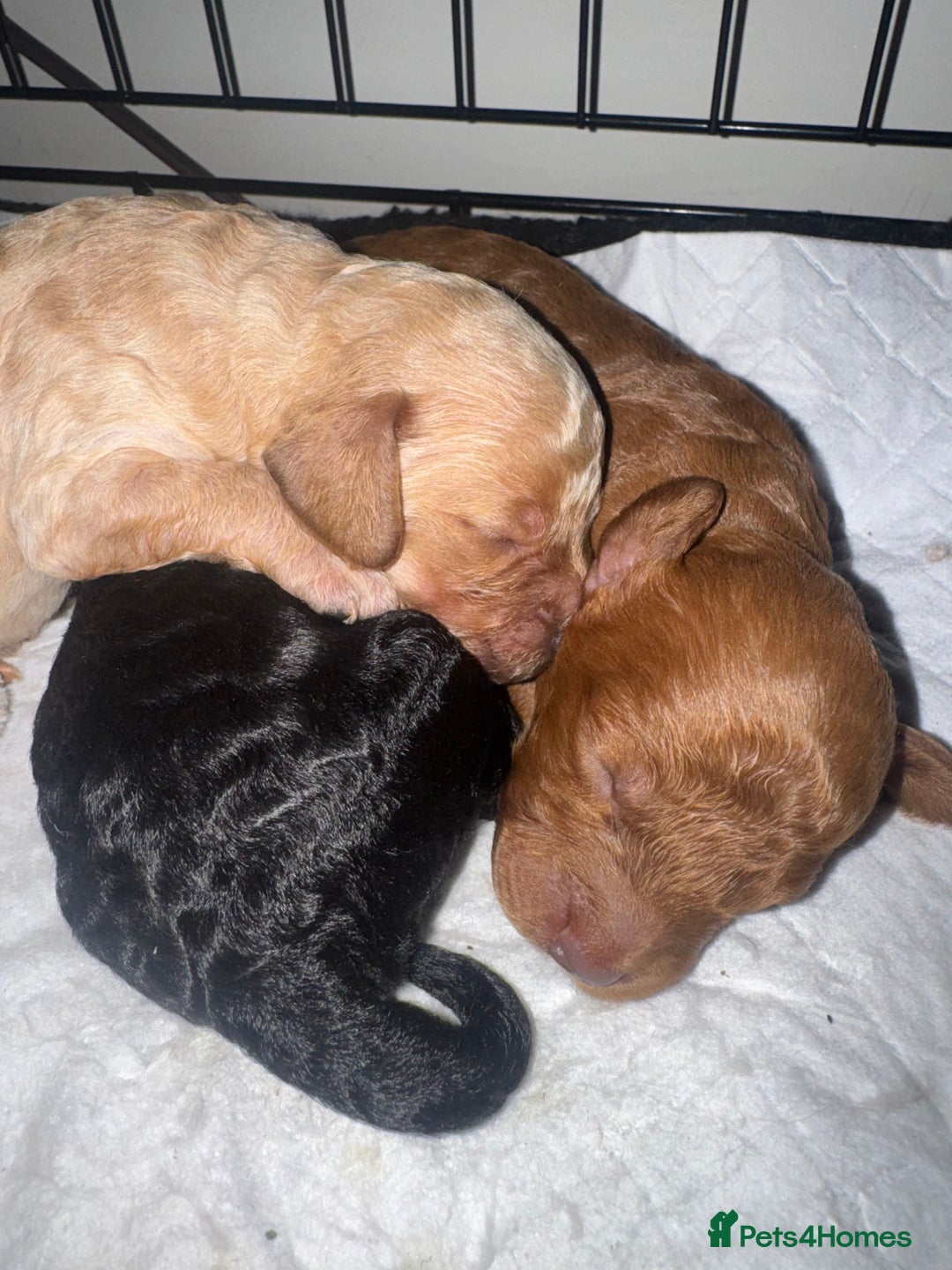 Cockapoo dogs for sale: Cockapoo puppies for sale - Image 7