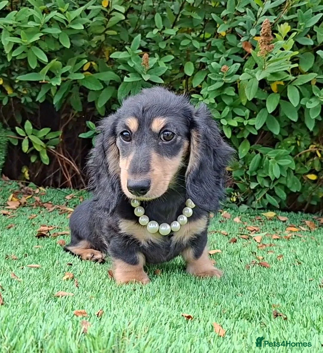 Miniature Dachshund dogs for sale: Long coat Miniature Dachshund Puppies  - Advert 2