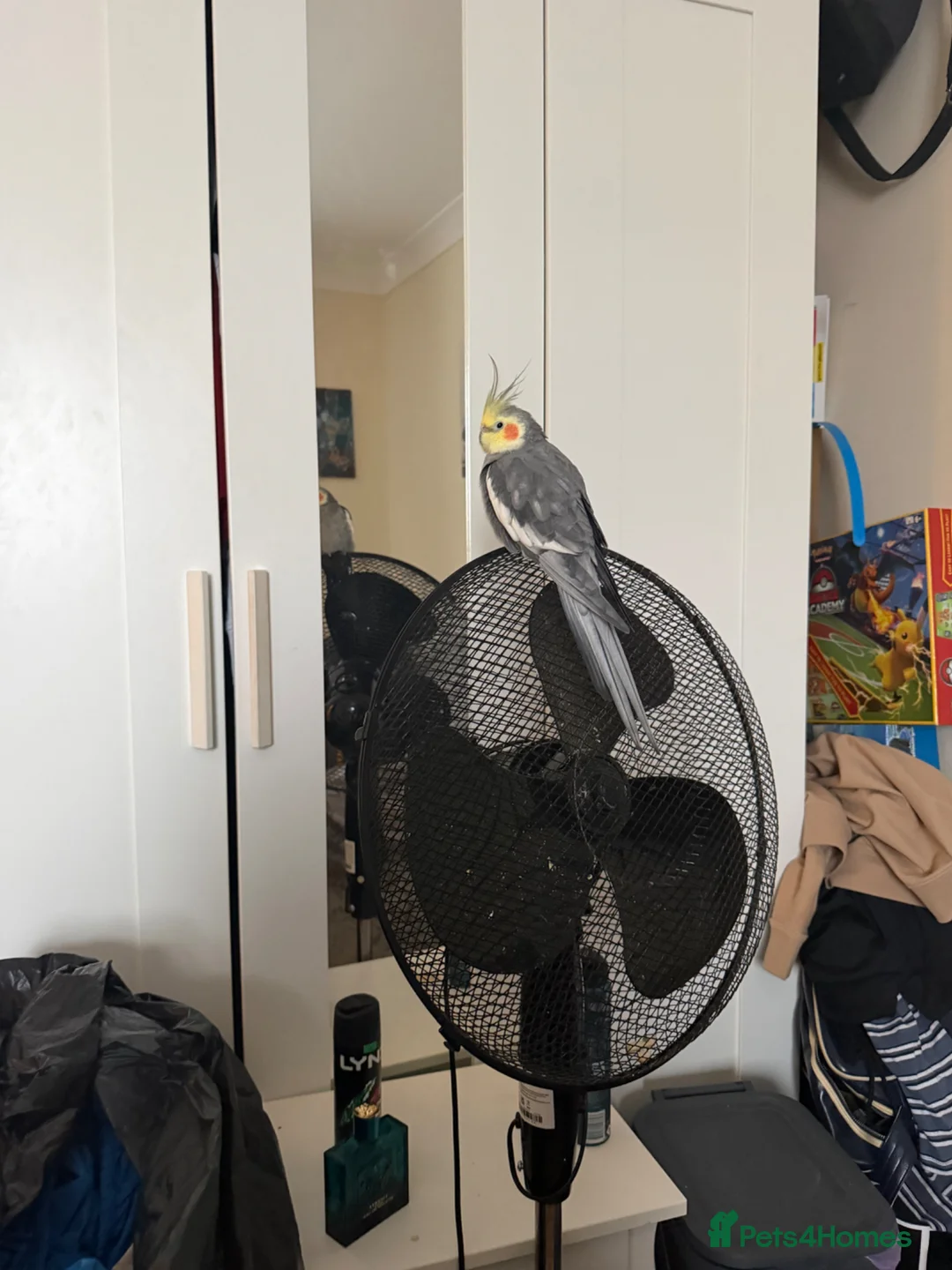 Cockatiels birds for sale: Male & Female Cockatiel  in Doncaster - Advert 7