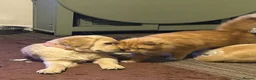 Golden Retriever dogs for sale: KC name is Leela seashell  - Advert 5