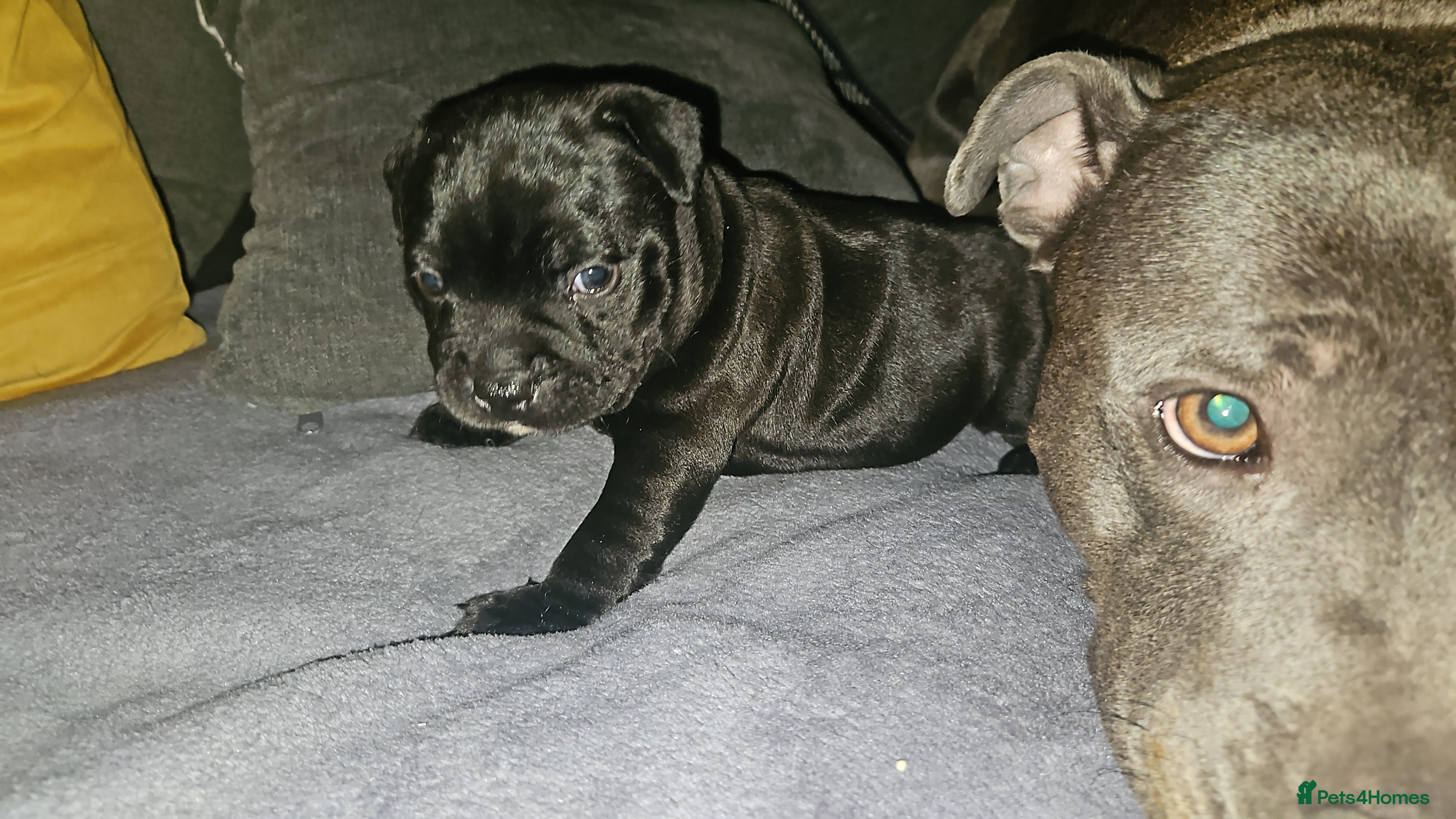 Staffordshire Bull Terrier dogs One quality black boy available 🖤 - Advert 6