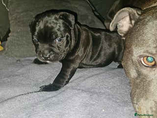 Staffordshire Bull Terrier dogs One quality black boy available 🖤 - Advert 16