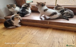 Mixed Breed cats for sale: 5 Cute Kittens For Sale!!! - Image 3