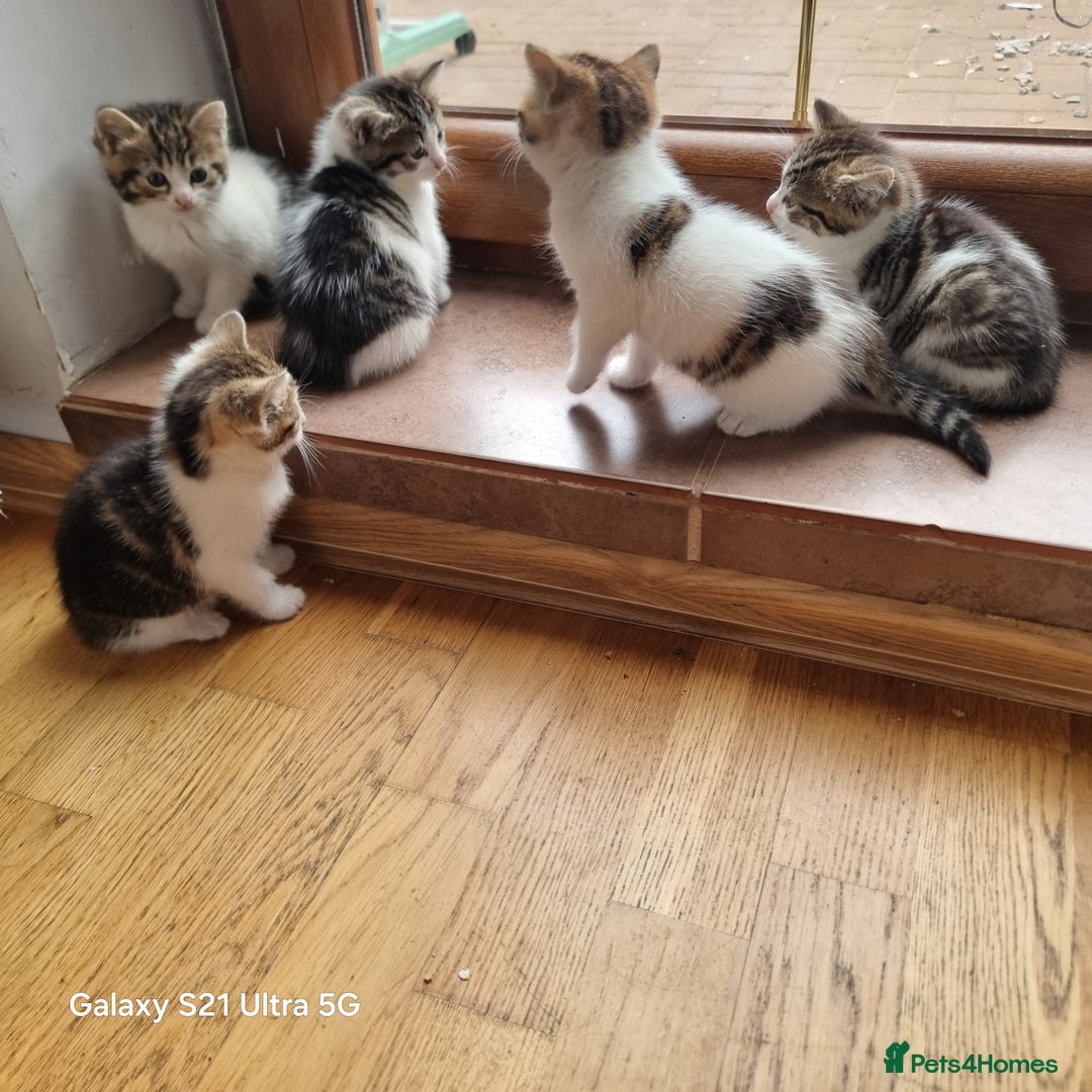 Mixed Breed cats for sale: 5 Cute Kittens For Sale!!! - Image 3