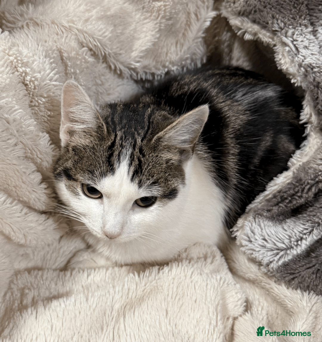 Mixed Breed cats for sale: Lovely Kitten for Sale – Ms Coco Whitenose 🐾 - Advert 2