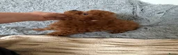 Toy Poodle dogs for sale: Asian type toy poodle  - Advert 3