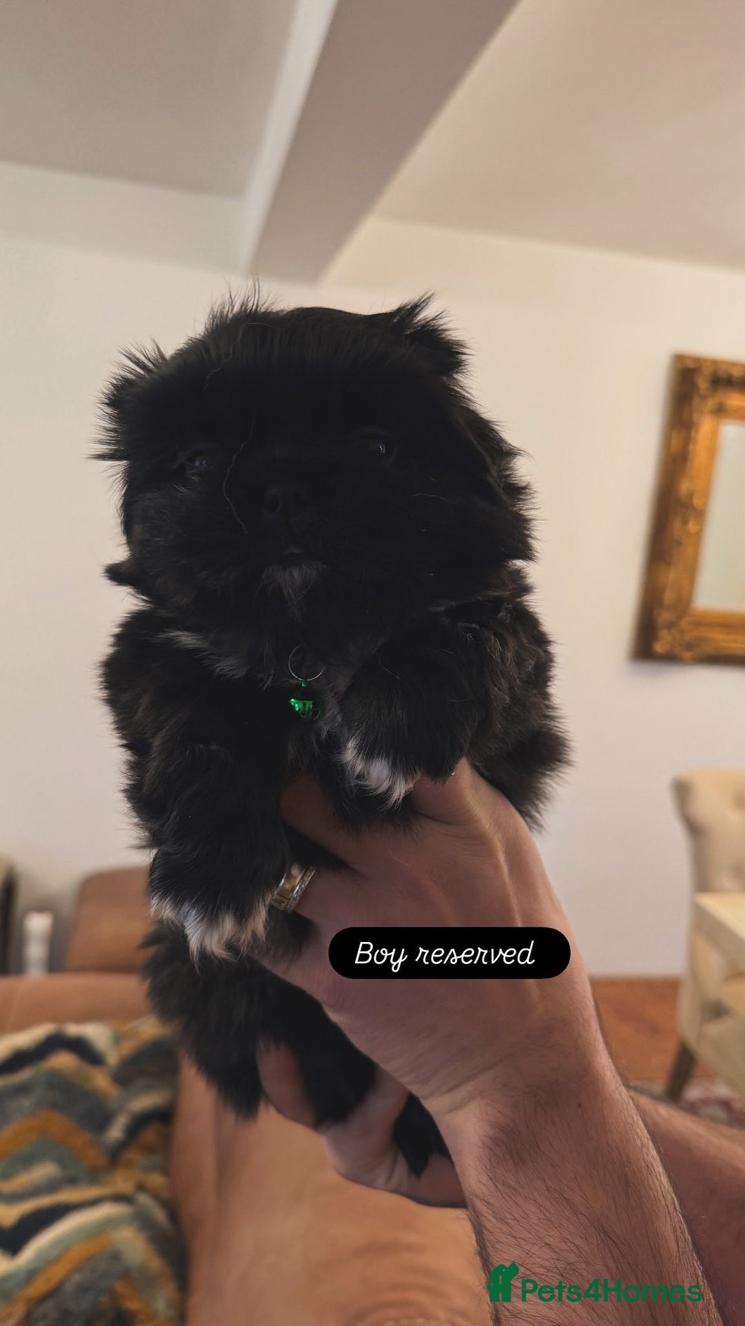 Pekingese dogs for sale: Pekingese puppy  - Advert 5