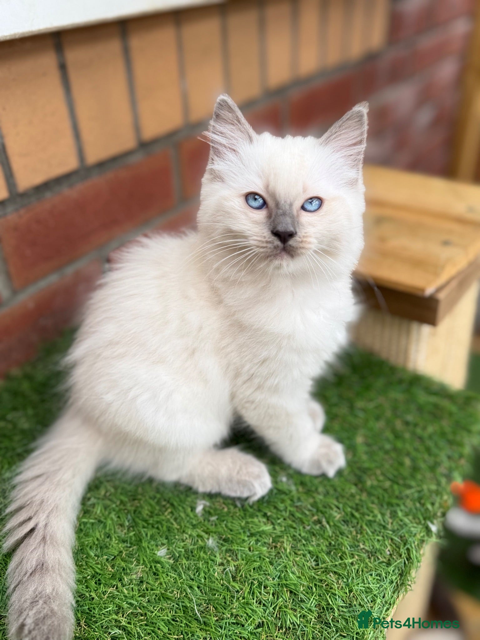 Ragdoll cats GCCF Blue point Ragdolls  - Advert 19