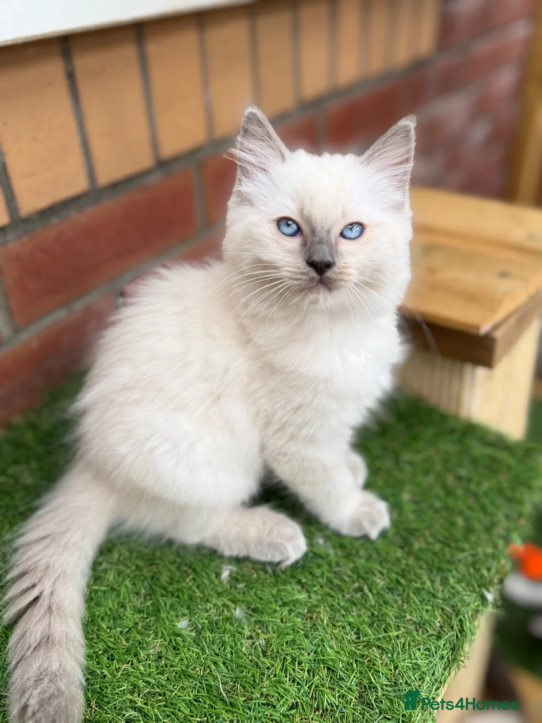 Ragdoll cats for sale: GCCF Blue point Ragdolls  - Advert 1