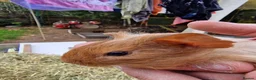 Guinea Pig rodents for sale: Baby guineapigs mixed sex in Canterbury - Advert 5