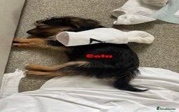 Mixed Breed dogs for adoption: Cola & Pepsi are looking for their forever home! - Image 9