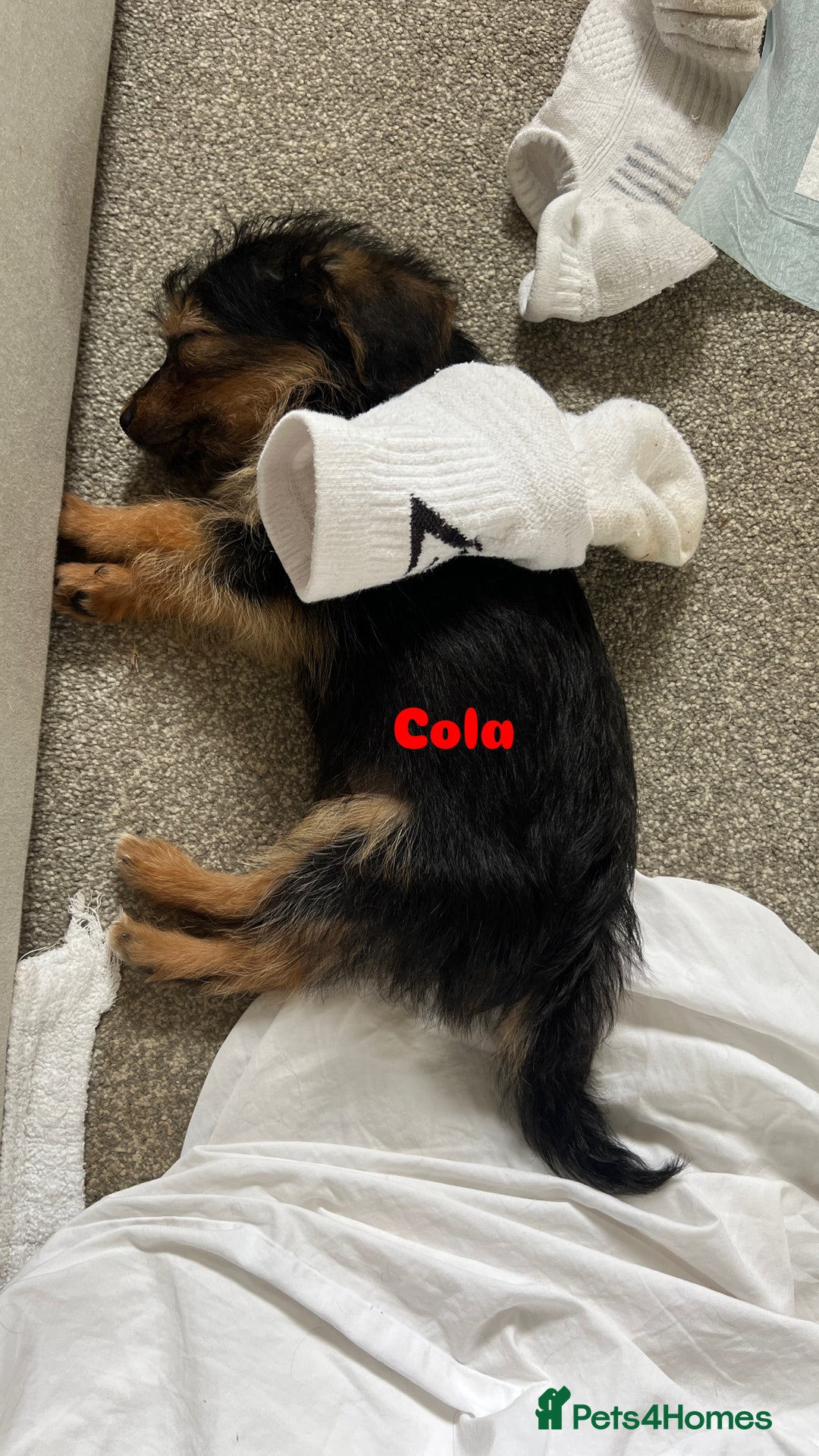 Mixed Breed dogs for adoption: Cola & Pepsi are looking for their forever home! - Image 9