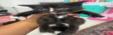 Mixed Breed Kitten 1