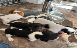 Jack Russell dogs for sale: Stunning little boys and girls - Image 17