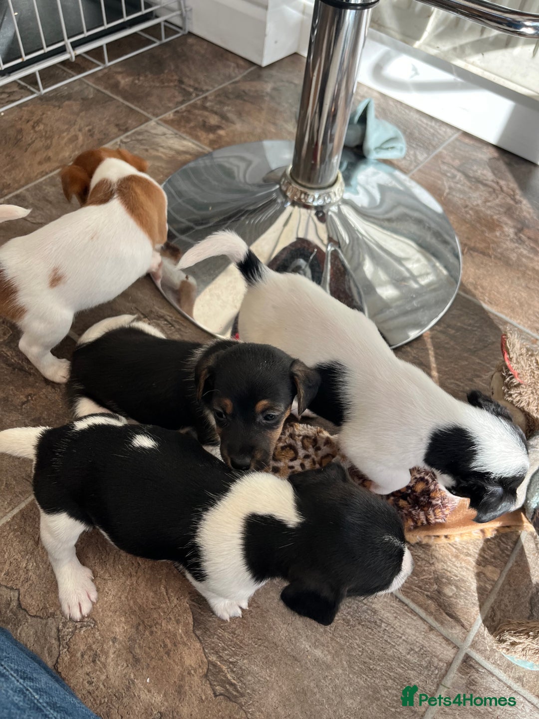 Jack Russell dogs for sale: Stunning little boys and girls - Image 17
