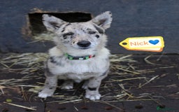 Mixed Breed dogs for adoption: 💙🐶 NICK AND MAILY 🐶💖 - Image 8