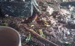 Milk Snake reptiles for sale: Hondurian milkshake for sale - Image 2