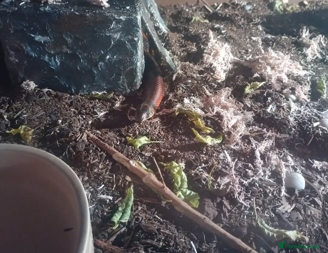 Milk Snake reptiles for sale: Hondurian milkshake for sale - Image 2