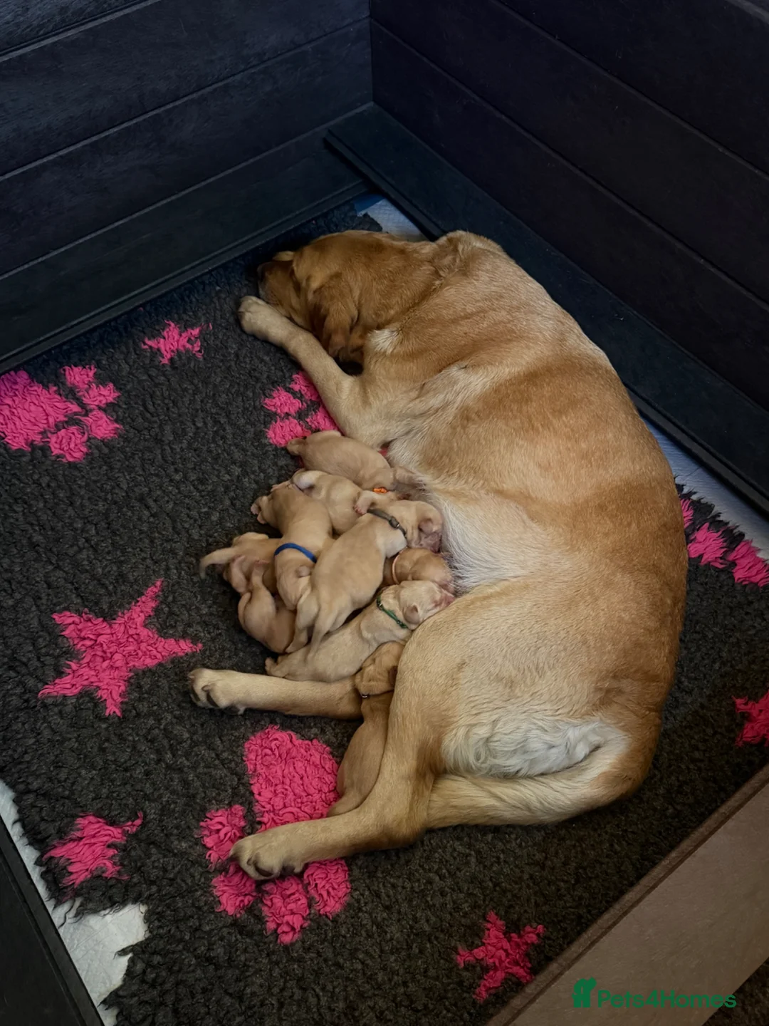 Labrador Retriever dogs for sale: Beautiful Fox Red Family Labradors Working Lines - Advert 29