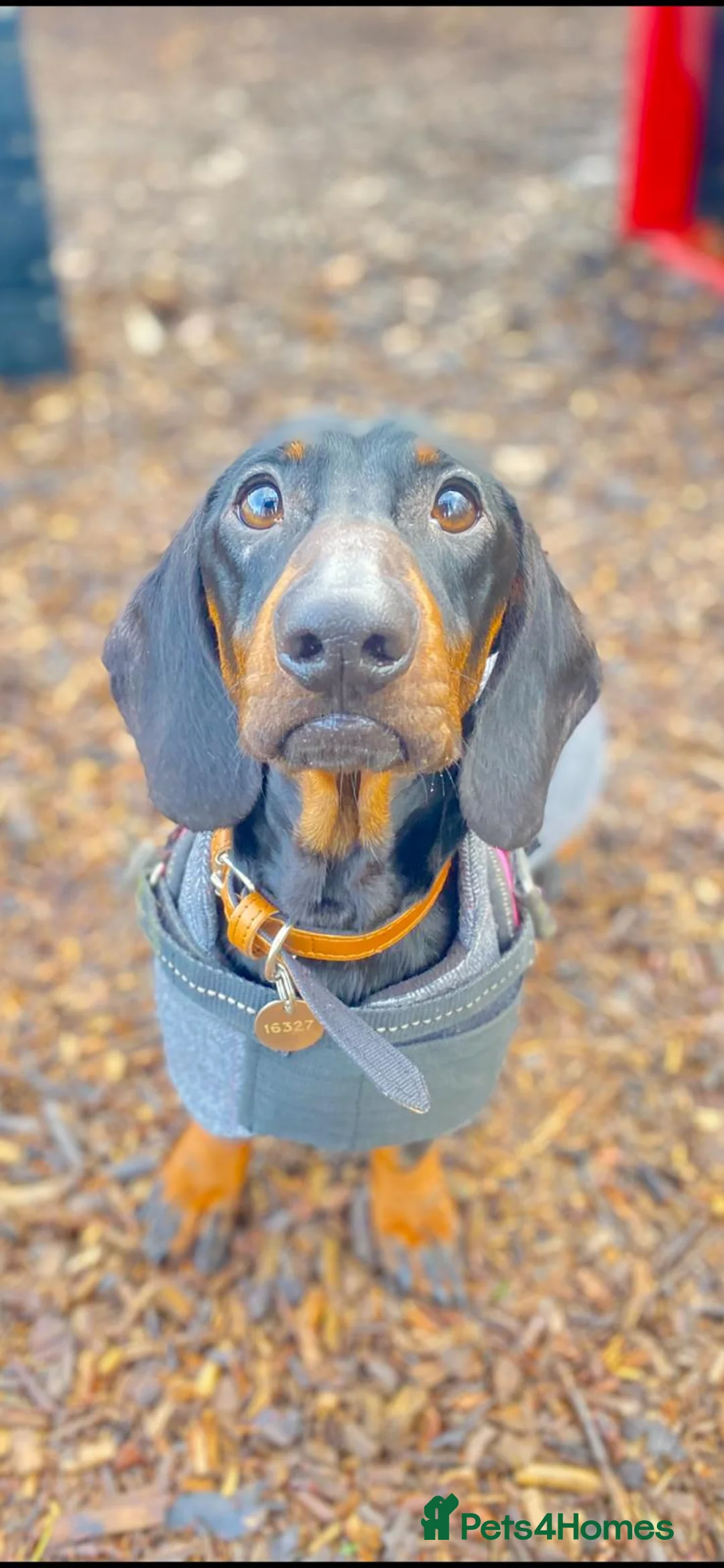 Dachshund dogs for adoption: Sausage - Advert 1