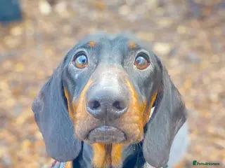 Dachshund dogs Sausage - Advert 1