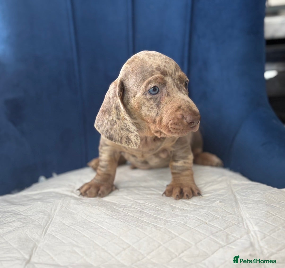 Miniature Dachshund dogs Miniature Dachshunds  - Advert 1