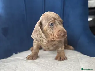 Miniature Dachshund dogs Miniature Dachshunds - Advert 1