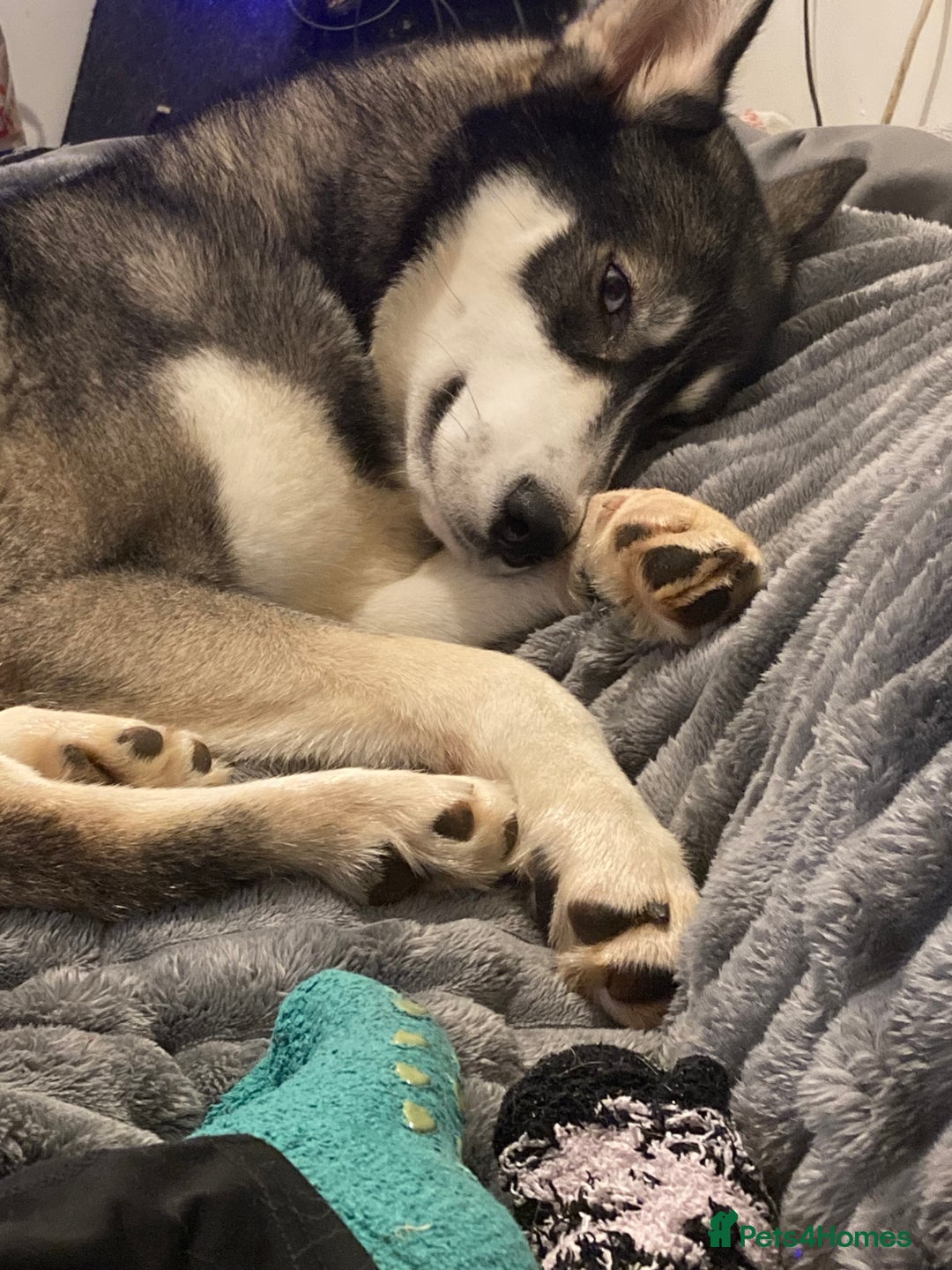 Siberian Husky dogs for sale: Siberian husky puppy for sale - Advert 2