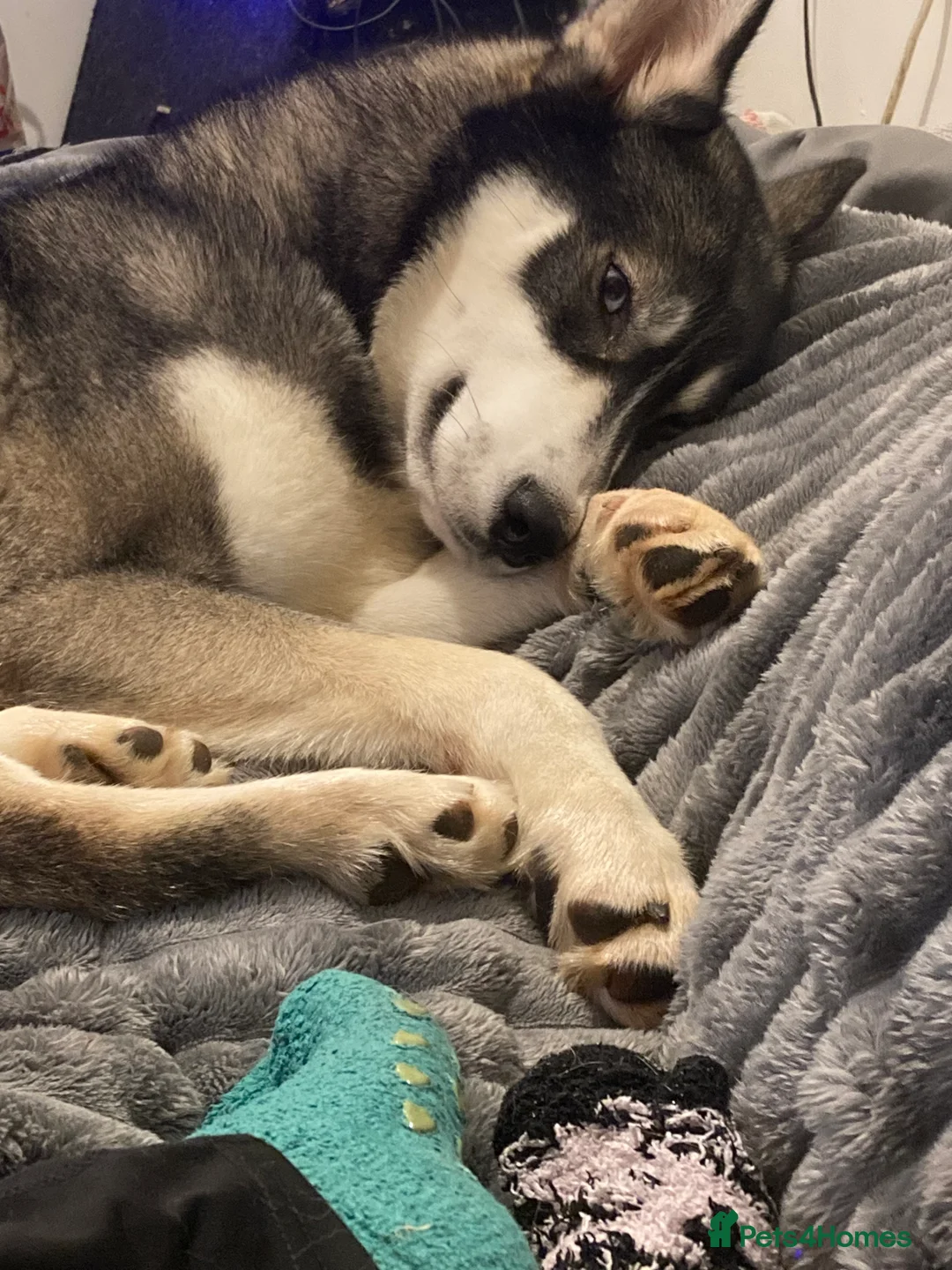 Siberian Husky dogs for sale: Siberian husky puppy for sale - Advert 2