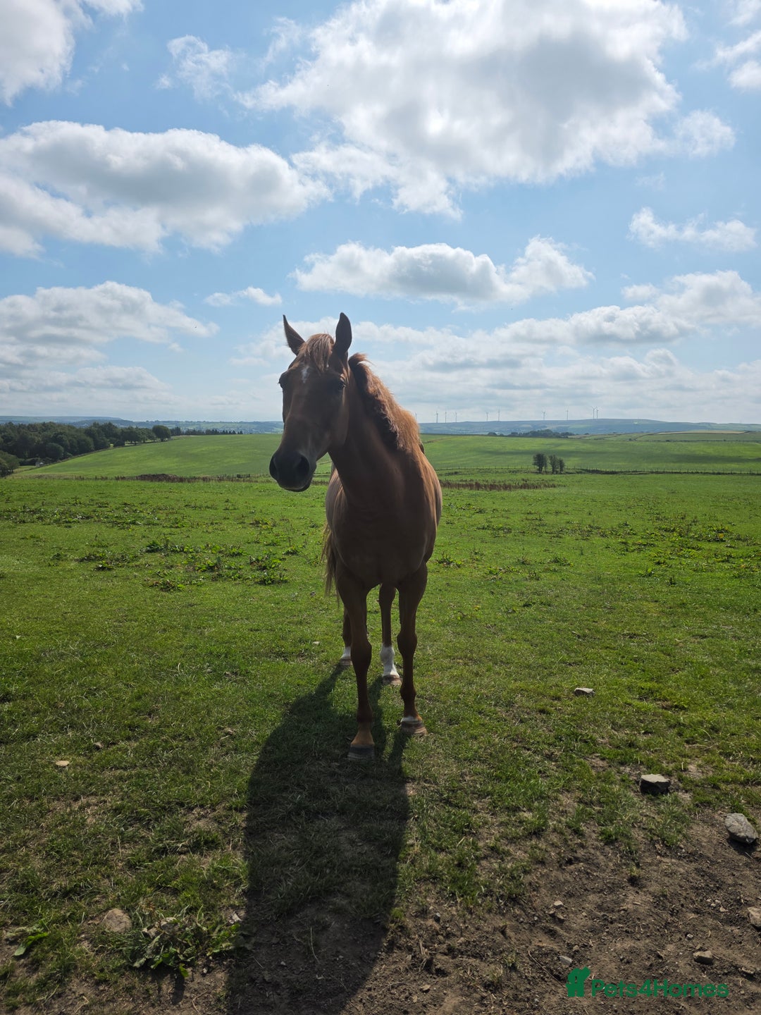 Irish Thoroughbred horses for sale: 15'1 Thoroughbred For Sale - Image 3