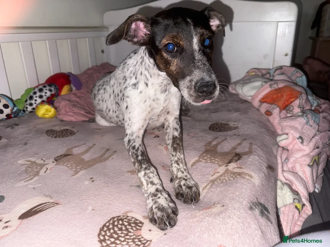 Mixed Breed dogs for sale: Jack Russell cross in Peterborough - Advert 5