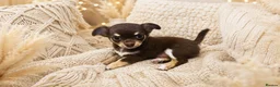 Chihuahua dogs for sale: Chihuahua boy and girl  in Bournemouth - Advert 14