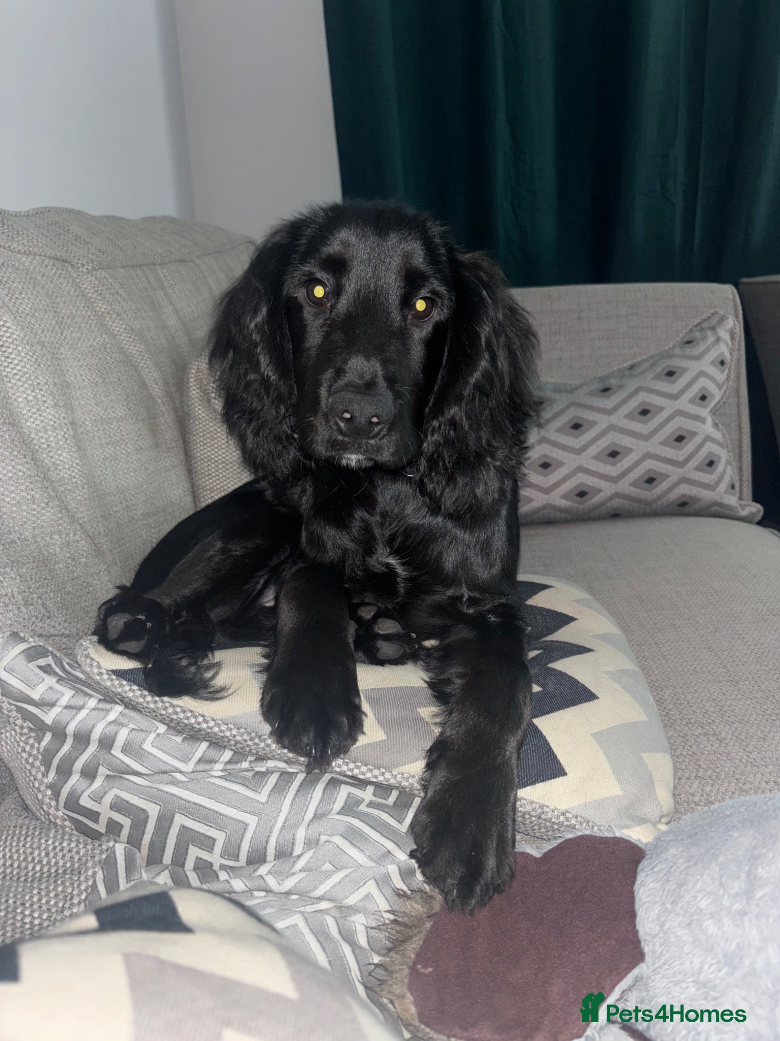 Cocker Spaniel dogs 5 months old KC registered male cocker spaniel  - Advert 1