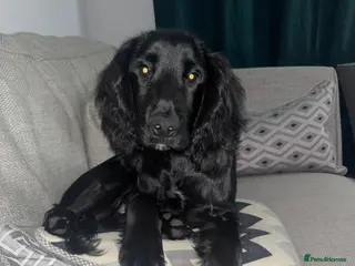 Cocker Spaniel dogs 5 months old KC registered male cocker spaniel - Advert 1