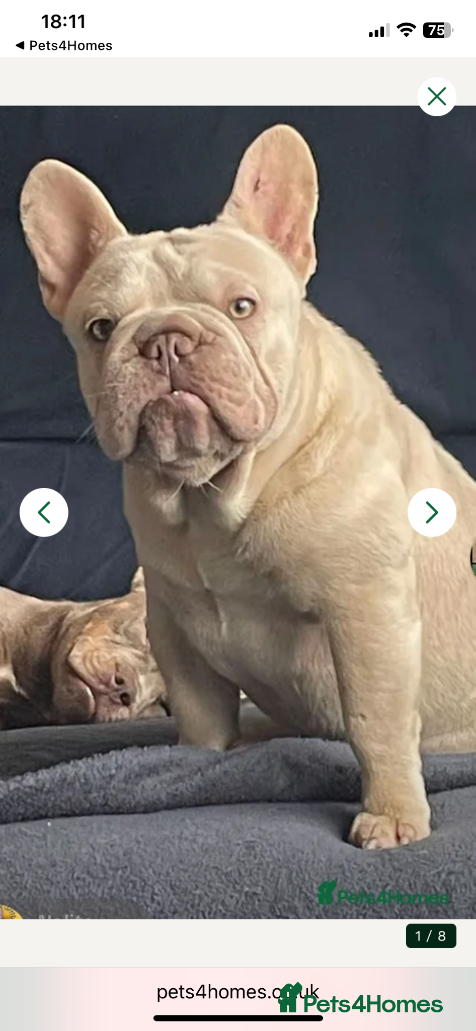 French Bulldog dogs Cryptic merle French bulldog - Advert 15